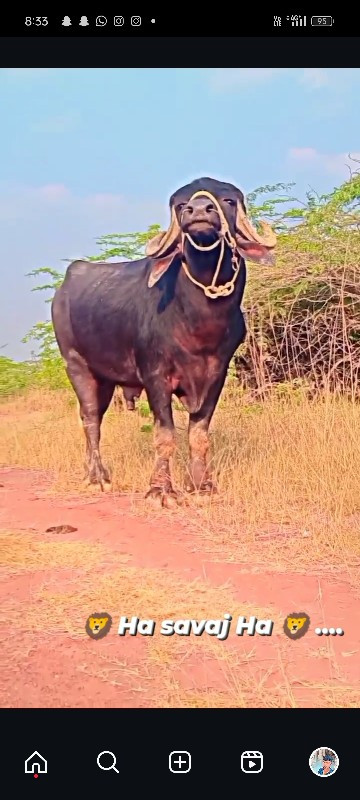 સાટા કરવાના છે