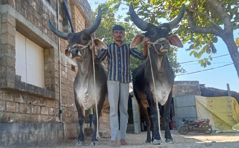 ગોઢલા વેચવાના છ...