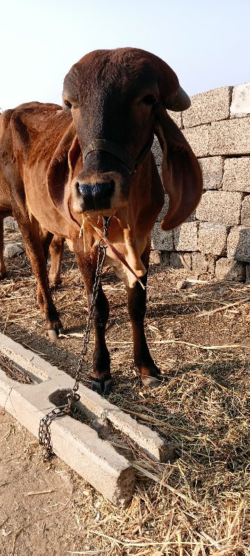 ગાય  ને. હોડકિ