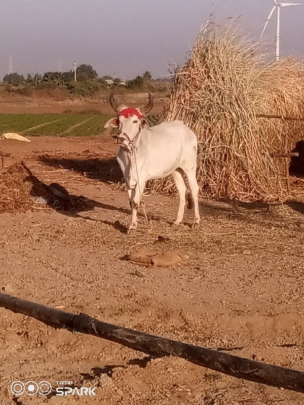 વેચવાનુછે