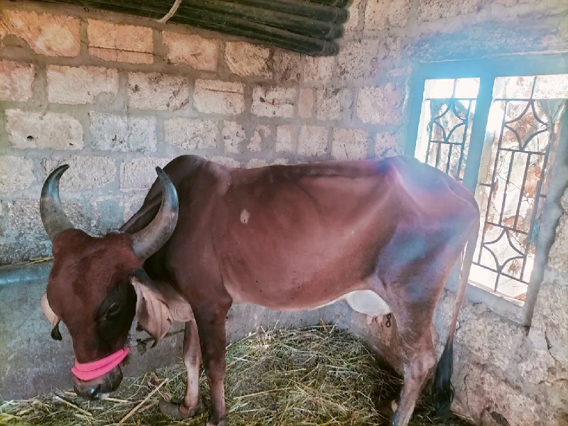 ગાય વેસવાની છે