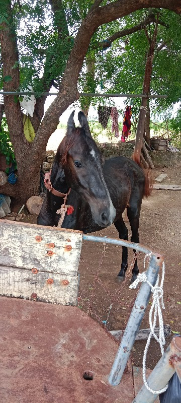 આ વછેરો વેચવા ન...