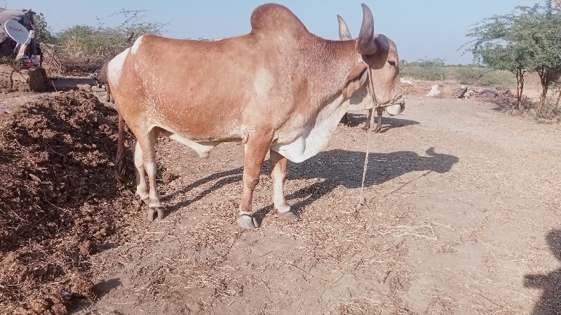 બળદ વેચવાનો છે