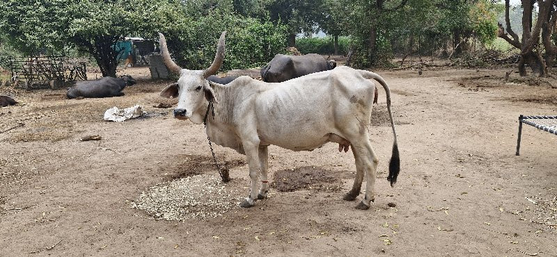 3 ગાયું