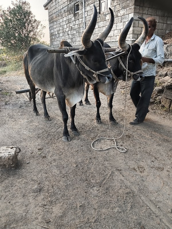 ગોડલા વેચવાના છ...