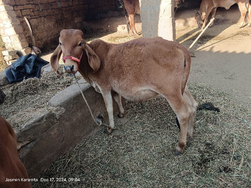 વાછડી વેચવાની છ...