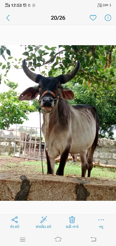 બળદ વેચવાનો છે