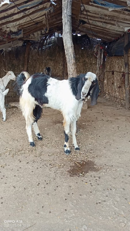 વરસ દિનો