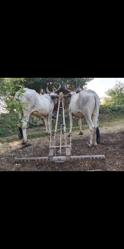 વાછરડા વેચવાનાછ...