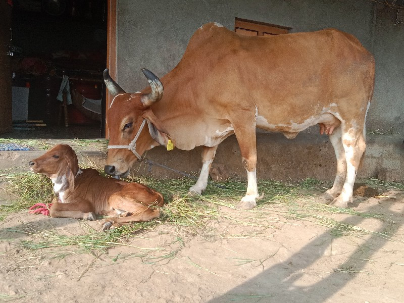 આ ગય વેચવાની છે