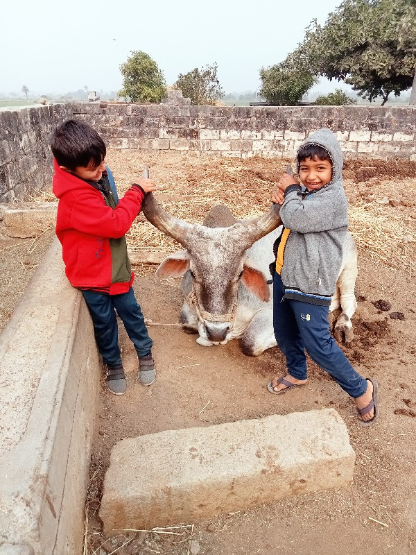 2વાવની ,ફુલ જવા...