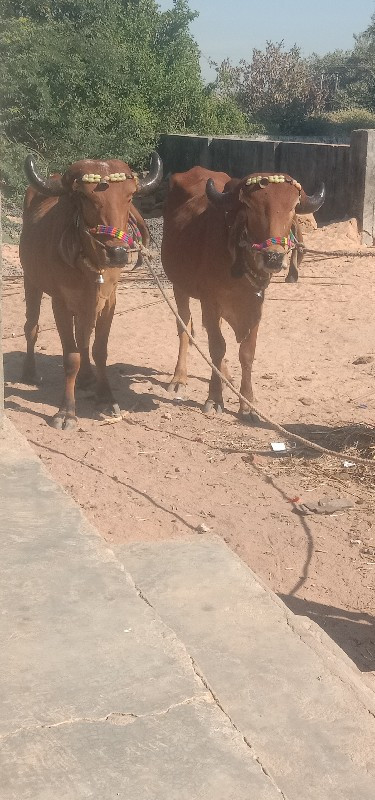 ગોઢલા વેચવાના છ...