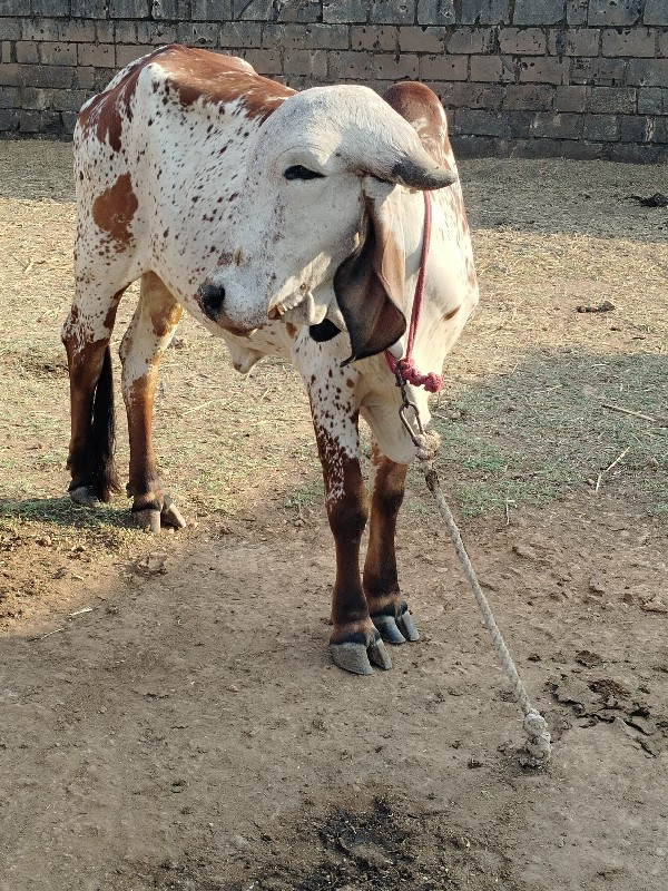 આહવા બે વર્ષની...