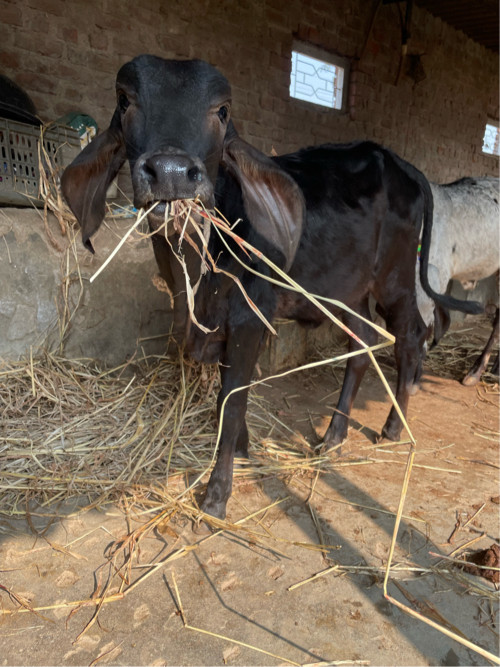 કાળી કપીલા