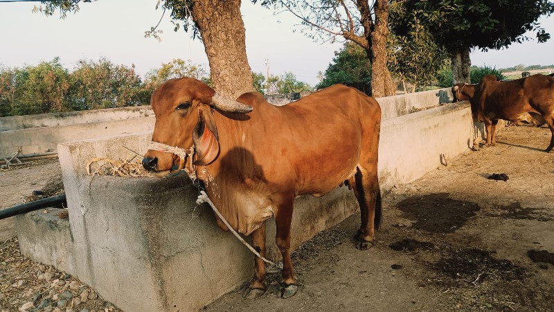 ઓરીજનલ ગીર ગાય...