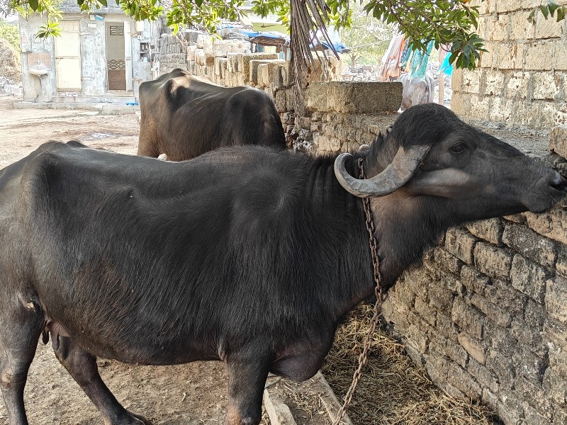 ભેંસ વેચવાની વા...