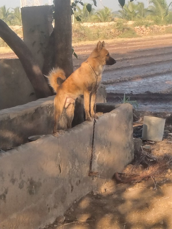 કુતરો