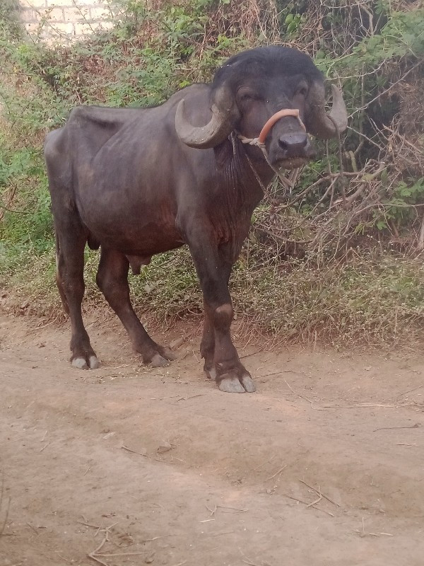 પાડો વેચવા નો છ...