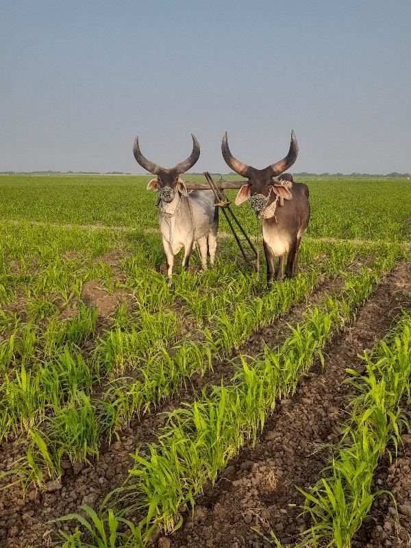 2 ઘરના