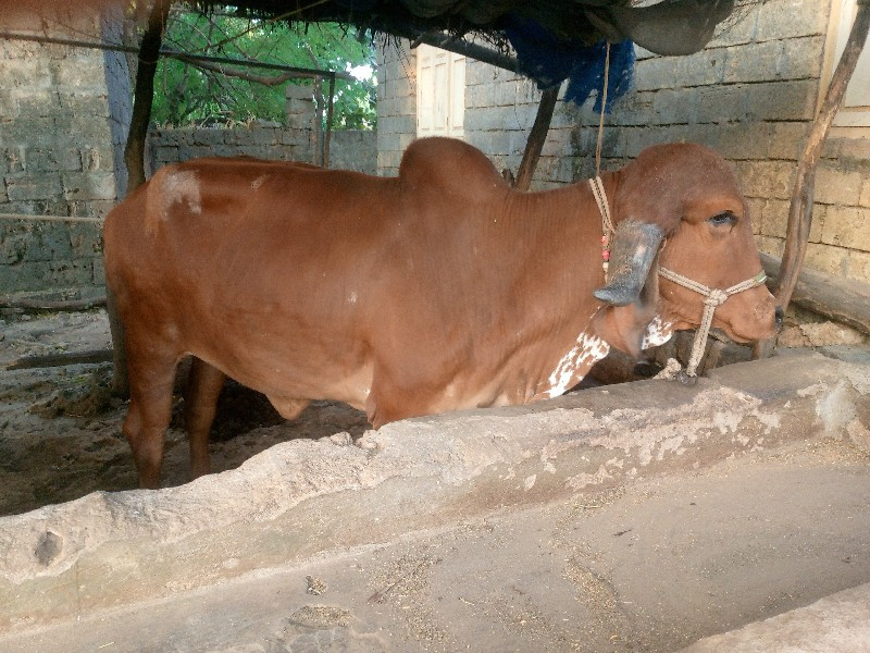 ગીર હોડકુ વેશવા...