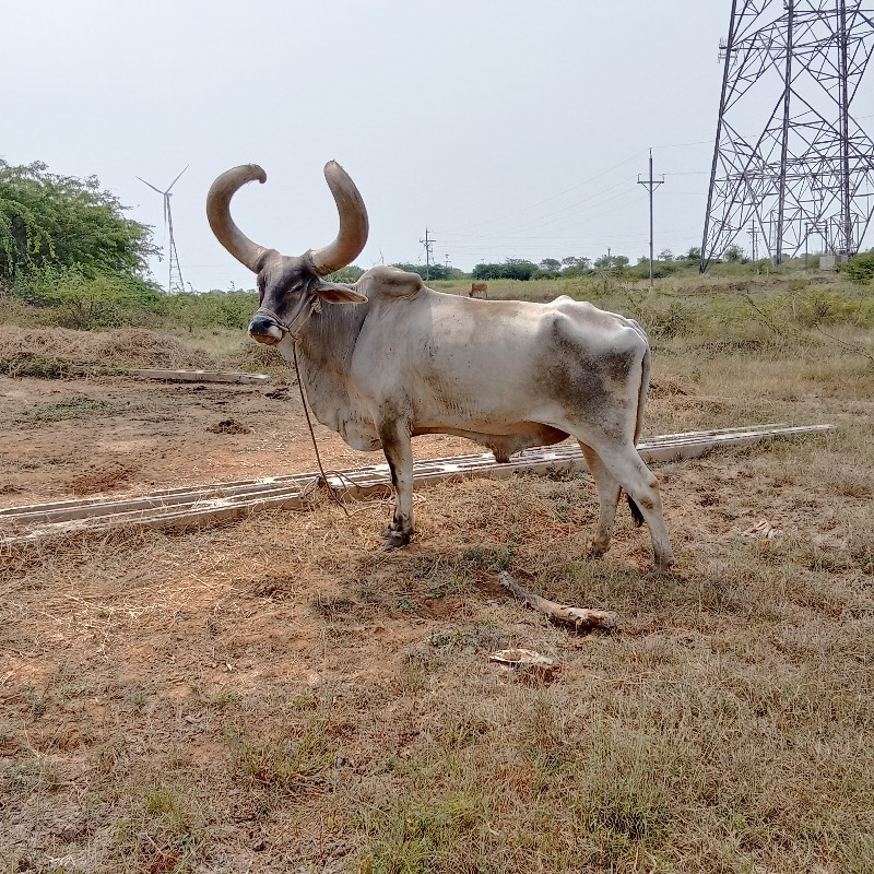 વેચવાનો છે એક છ...