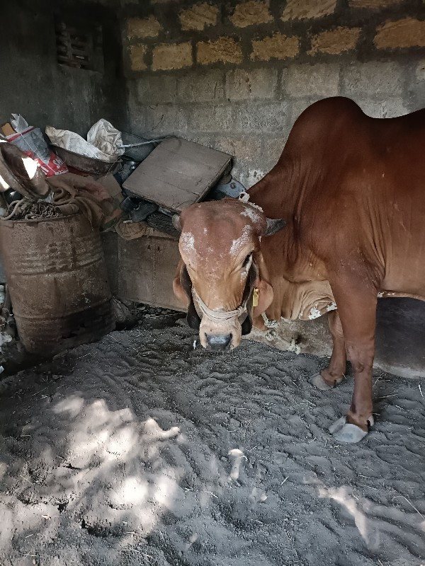 ગાય દેવાની છે