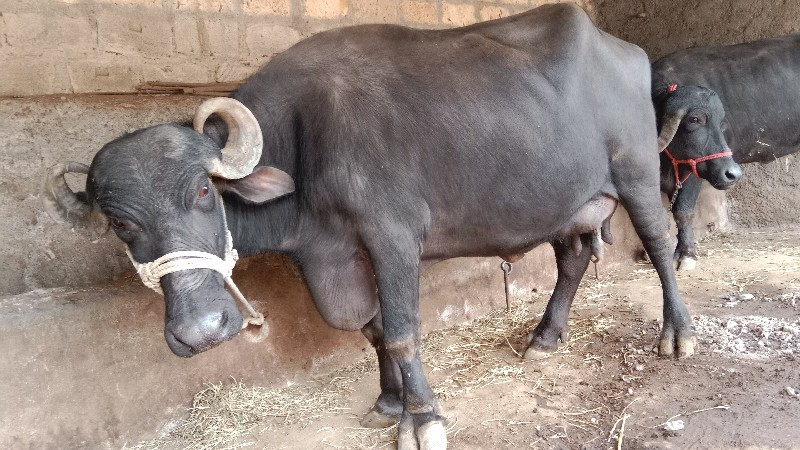 ૩ જુ વેતર ૮ લીટ...