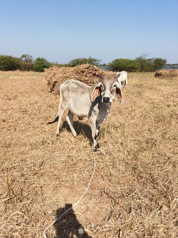 ગામ સિંગજ