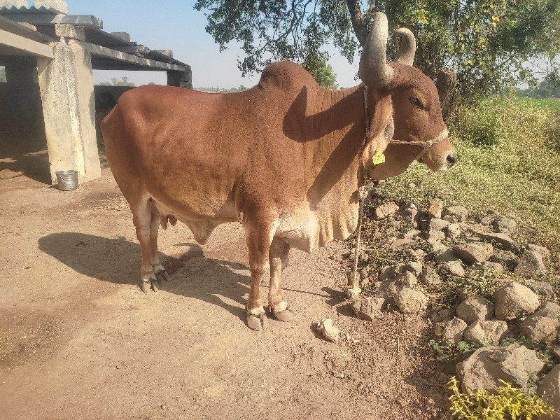 ગાય