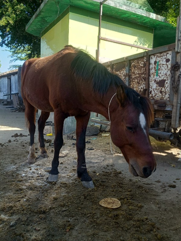 ઘોડો 🐎 છે