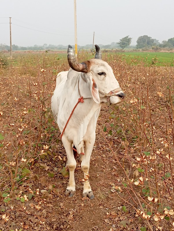 બળદ વેચવાનો છે