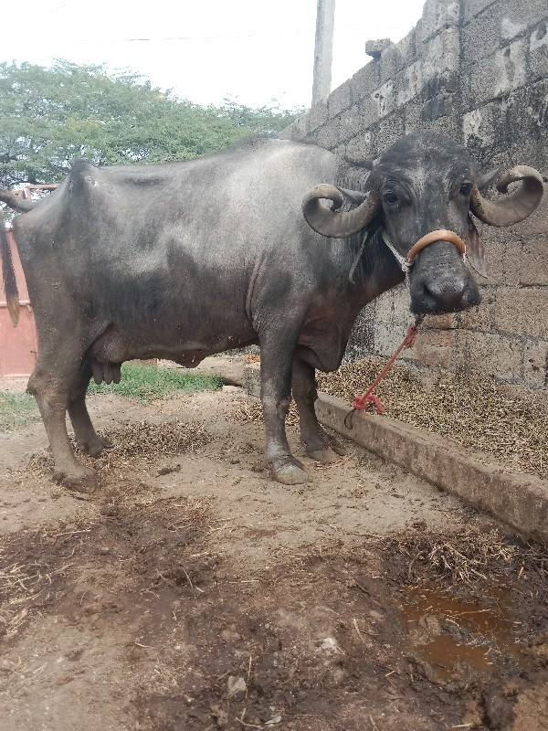 ભેંસ વેચવાની છે