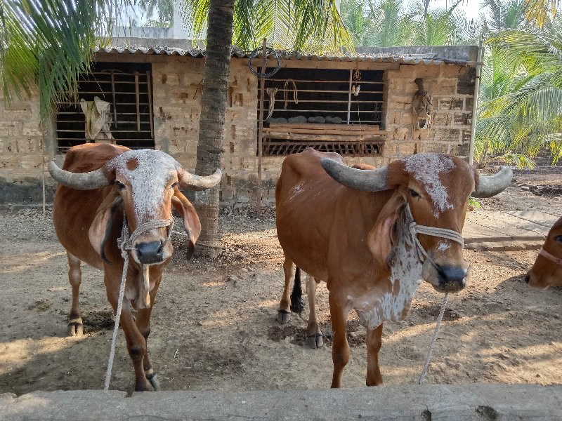 ગોઢલા વેચવાના છ...