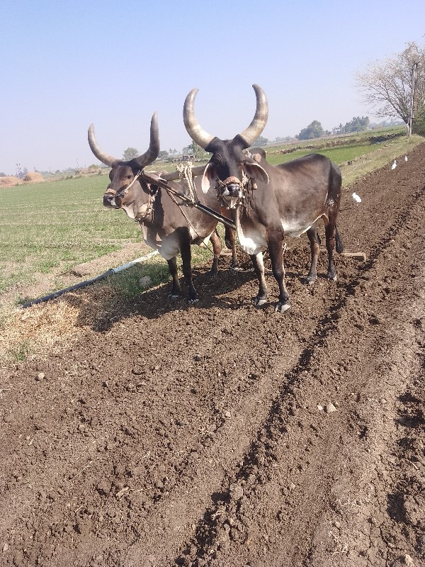 બરધુ વેચવાના છે...