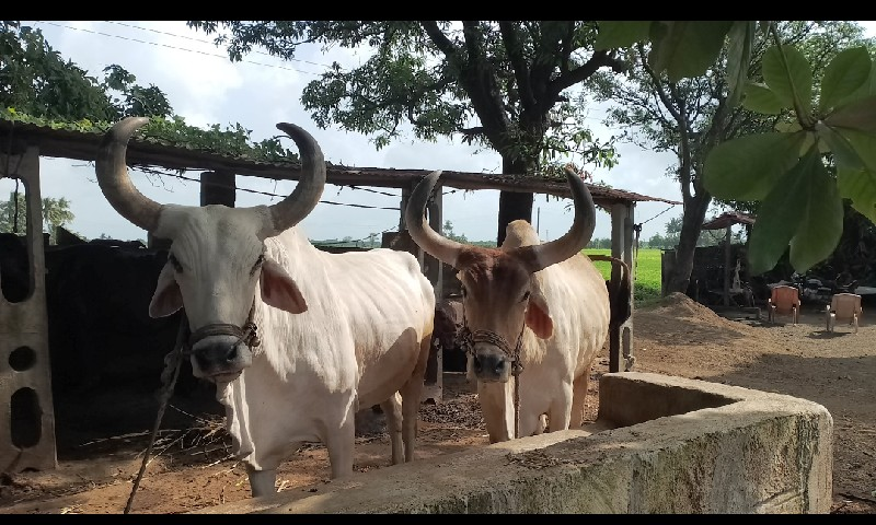 બળદ વેચવાના છે