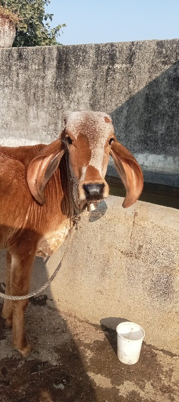 ગાય વેચવાની છે