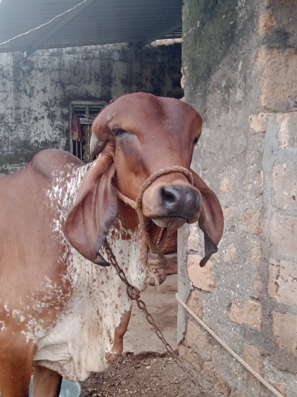 ગીર ખુટ વેચવાનો...