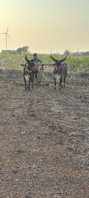 સાવ સોજા