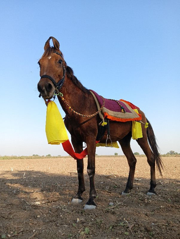 ghodi vechvani...