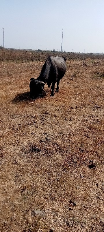 Bhains