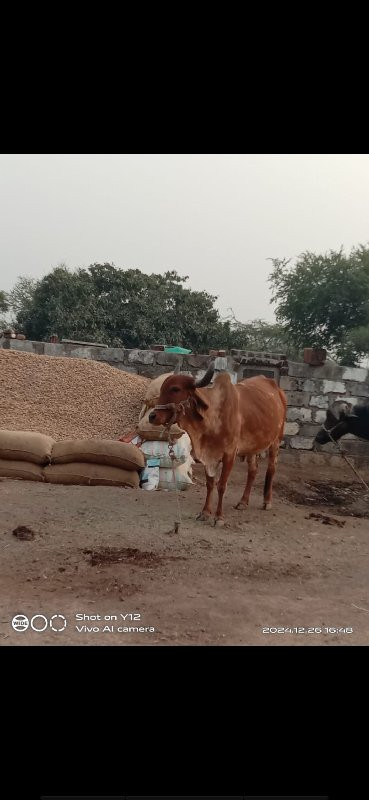 ગાય વેચવાની છે