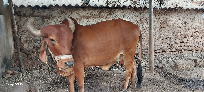 ગાય વેચવાની સે