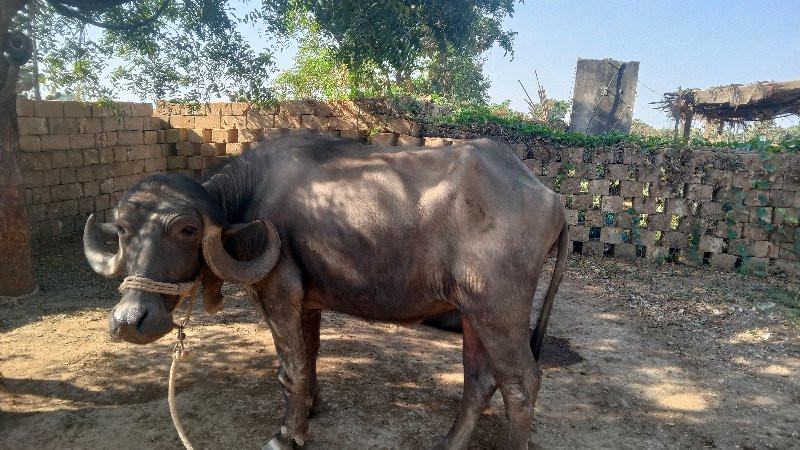 ખડેલી વેચવાની છ...