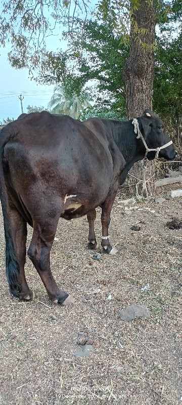 ગીર ક્રૌશ ગાય વ...