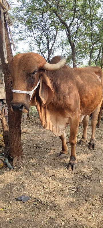 આ ગાય વેંચવા ની...