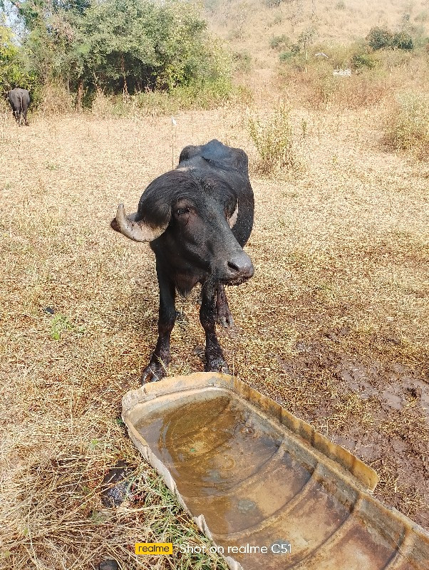 પાડા નું સાટું...