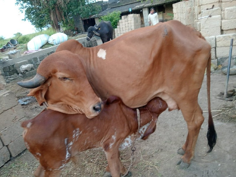 ગાયો