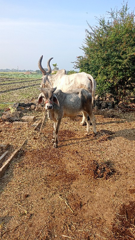 આ વાછડો વેચવાનો...