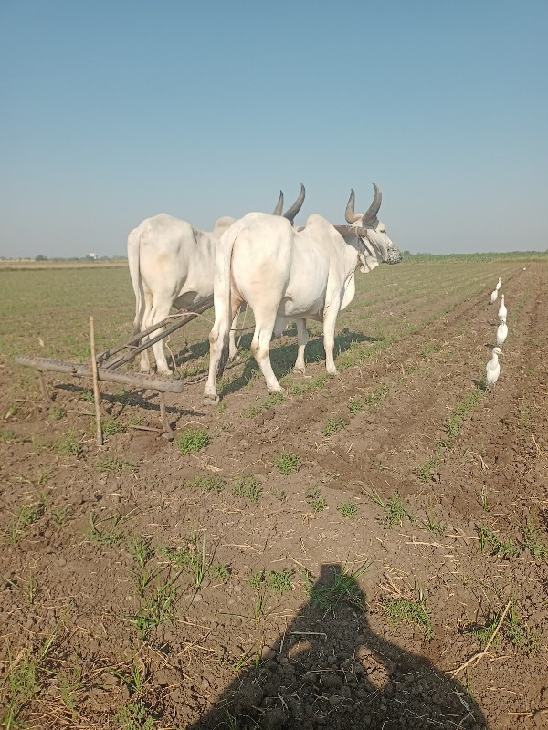 બળદ વેચવાના છે...