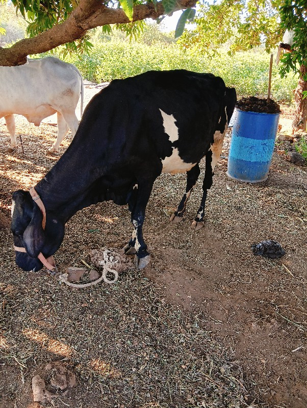 એચેફ  વેચવાના